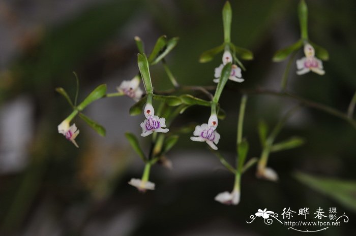 水葫芦花