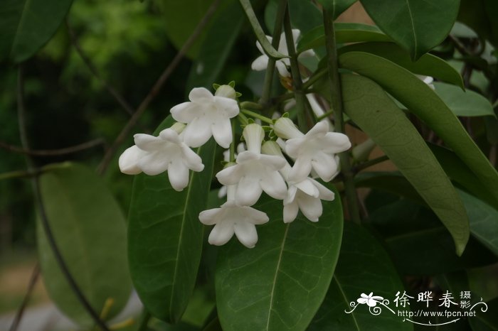 也门铁图片 植物图片