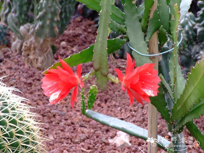 花梨