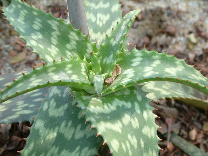 百合花什么季节开放