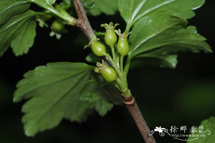 令箭荷花什么时候开花