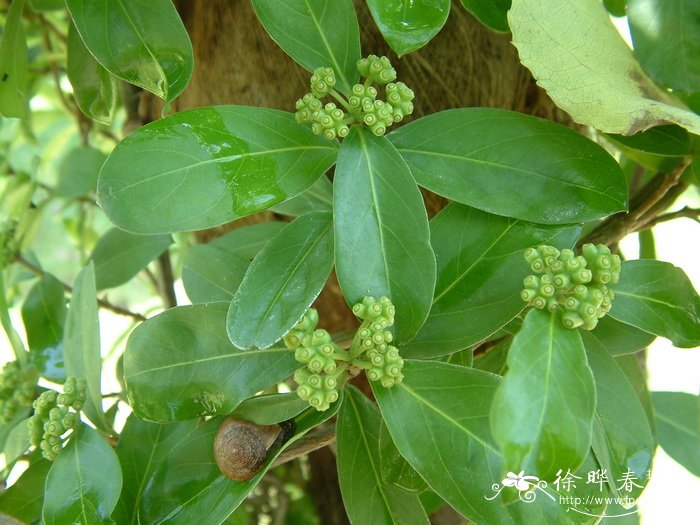 银莲花图片