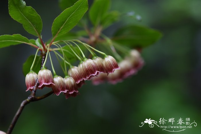 蓝花楹花语