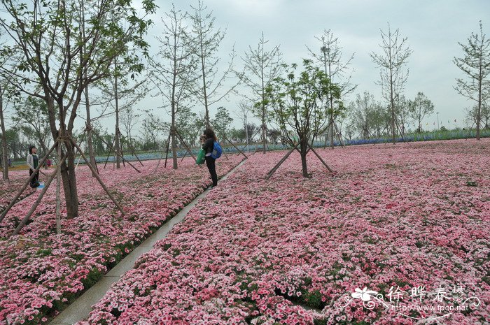 番茄怎么种