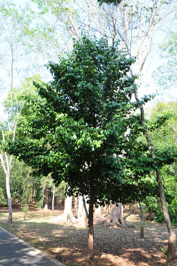 蒜苗蒜苔大蒜是同一种食物吗