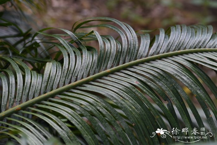 油菜花介绍