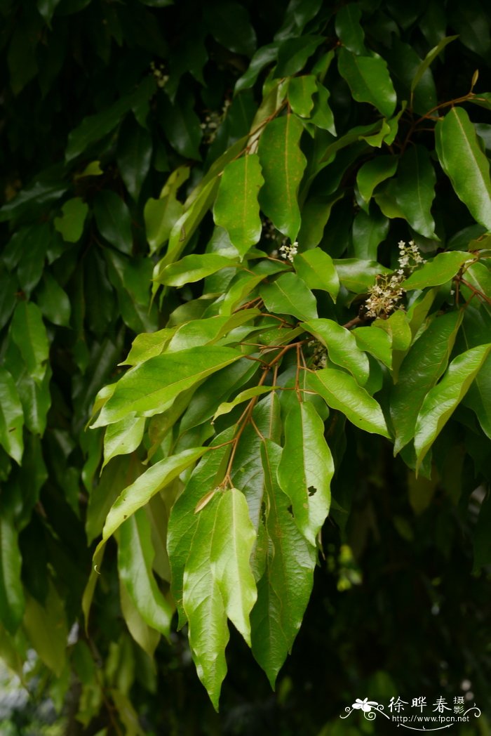 山茶花的习性