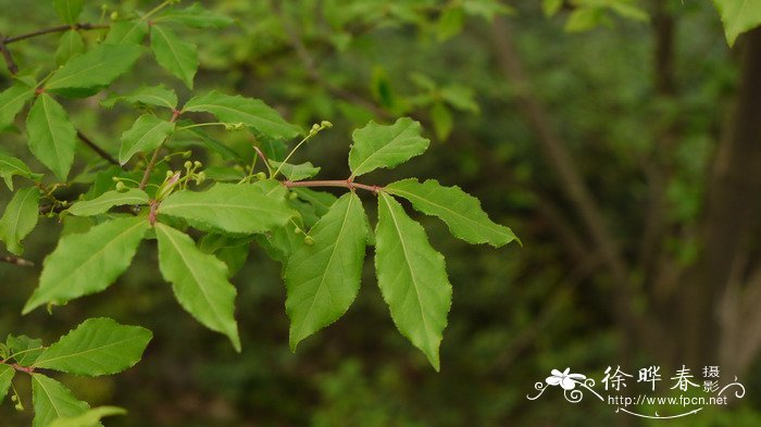 山东桂花怎样越冬