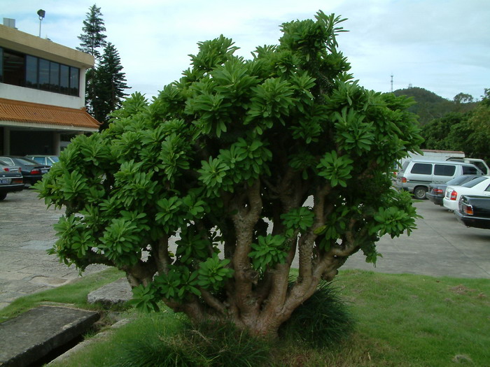 薇甘菊