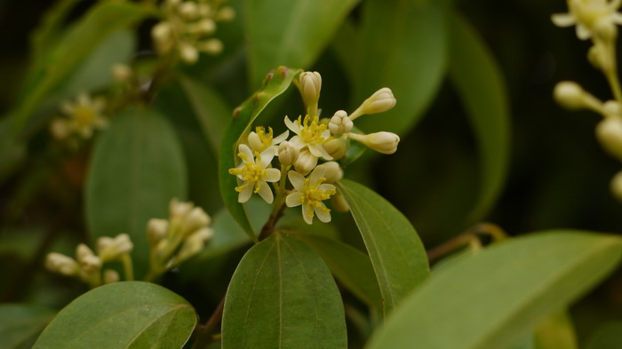 香茅草泡茶禁忌