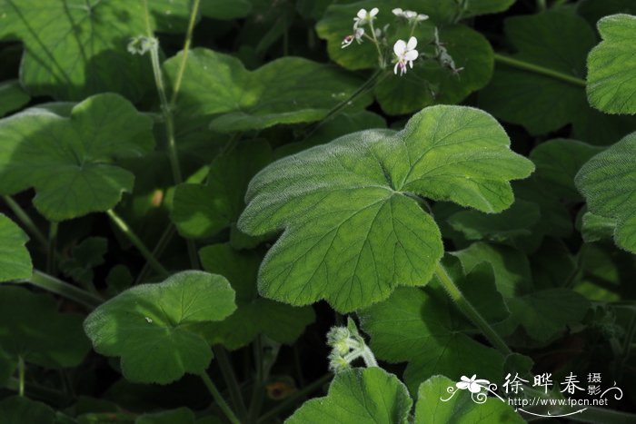 长寿花用什么土种植好