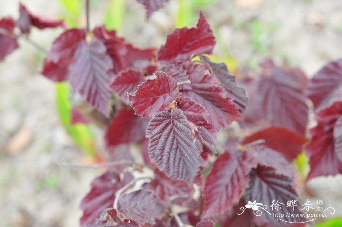 四季红山茶花