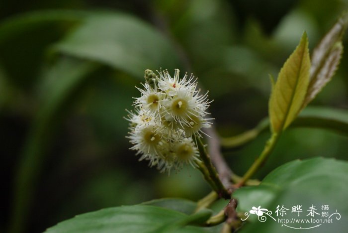 软籽石榴树苗种植管理视频