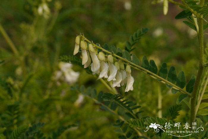 三色堇的花语