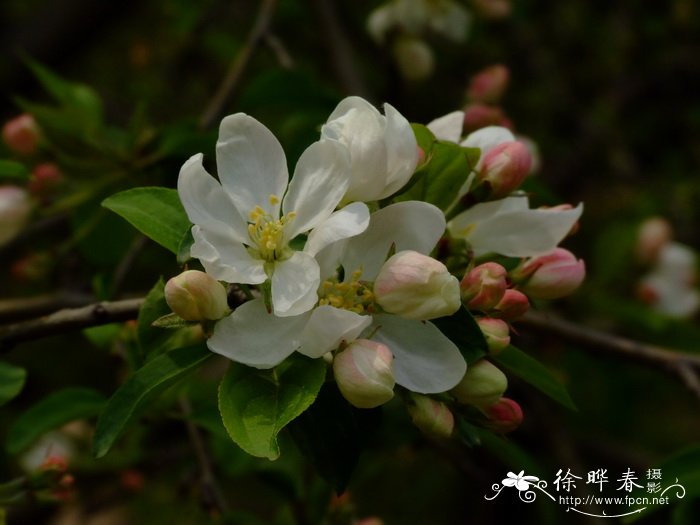 雪中梅花图片