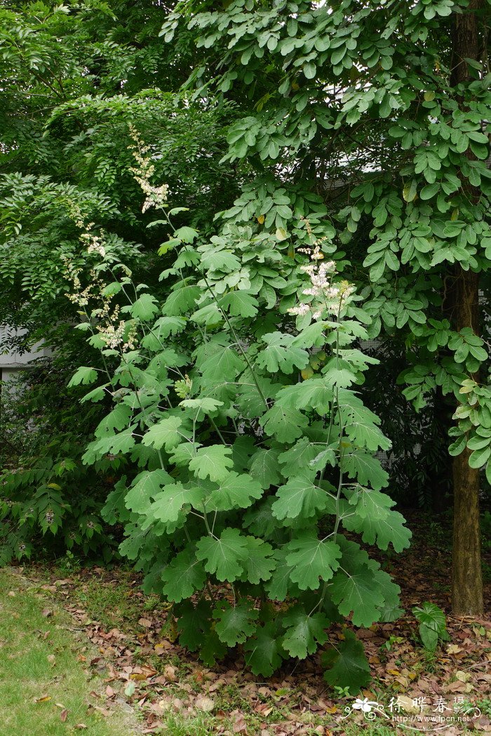 金雀花