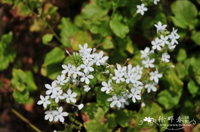 百合花什么季节开放