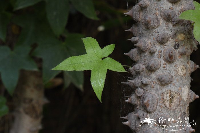 蕨类植物的生活环境