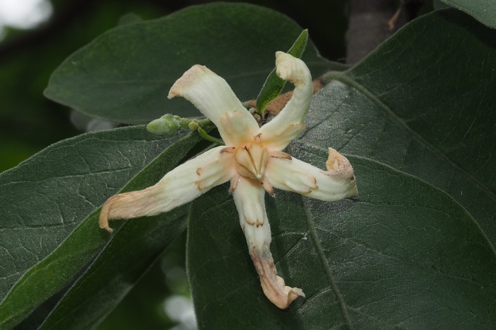 大波斯菊花图片