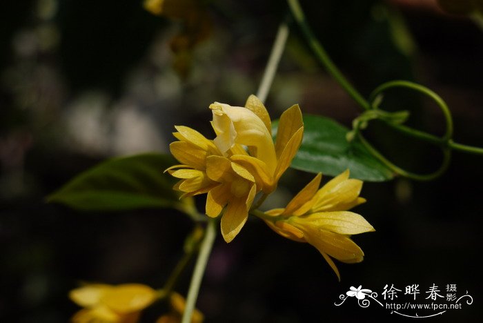 食人花图片