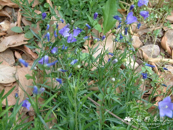 桂花树种植