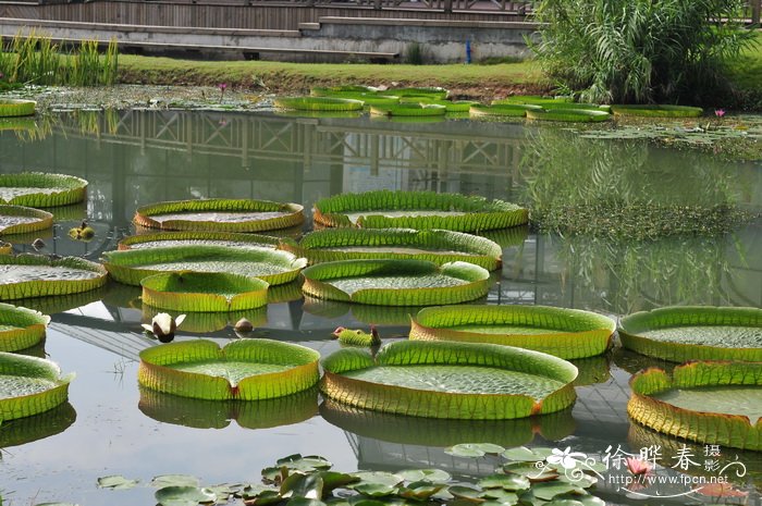 水芙蓉植物