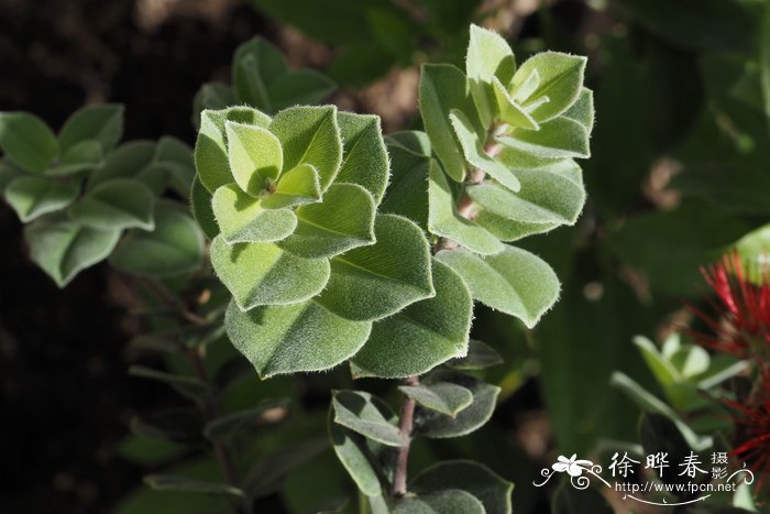 芒果吃多了会怎么样