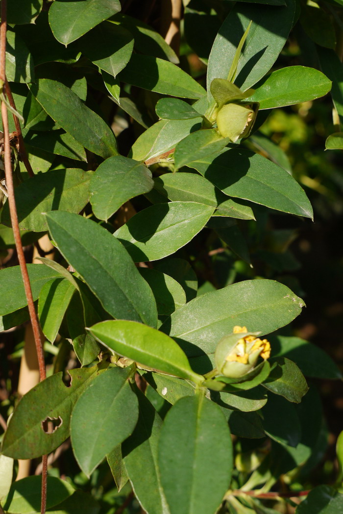 brassica juncea