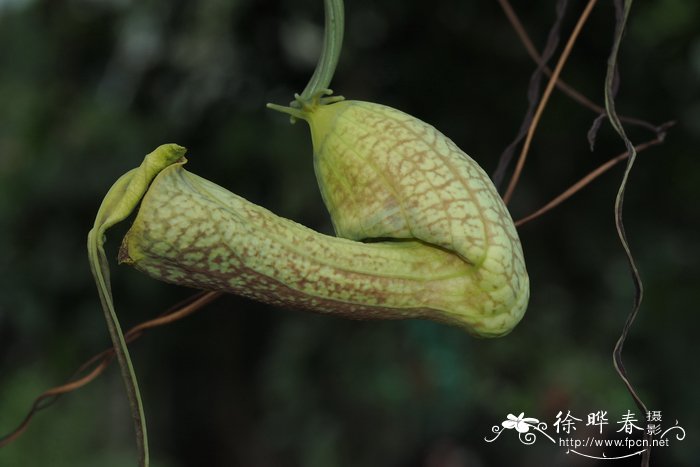 垂盆草的功效与作用及图片