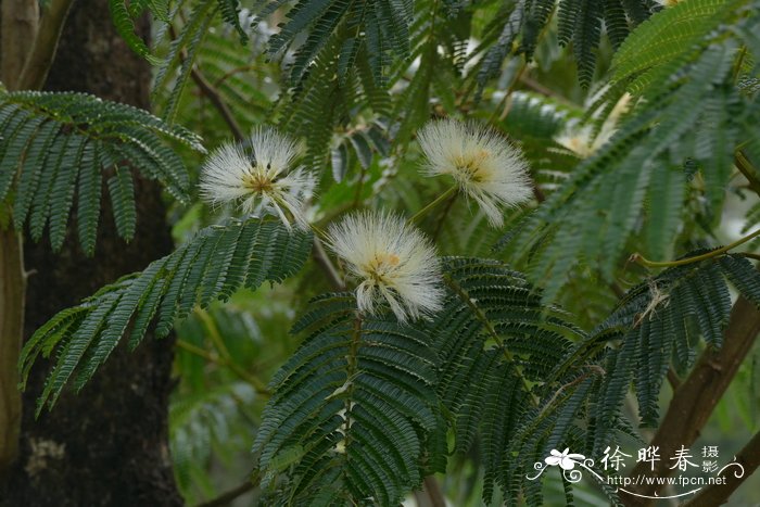 名贵花木品种大全图片