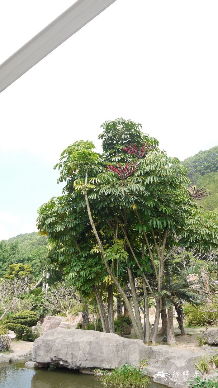 油菜花介绍