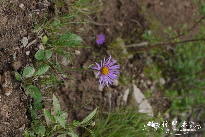 槐花的资料