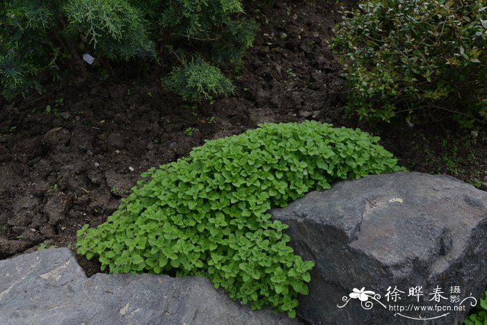 蓝莓的种植方法和技术