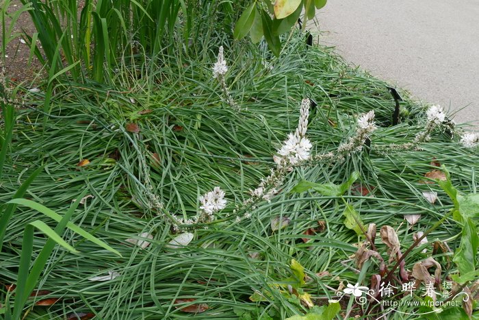 冬季开花的花卉有哪些