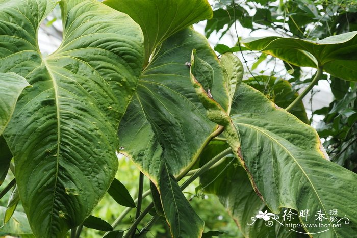 地栽芦荟怎么过冬