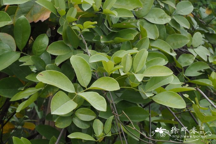 桂花树多少钱