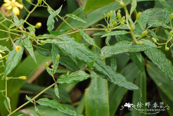 蕨类植物有哪些