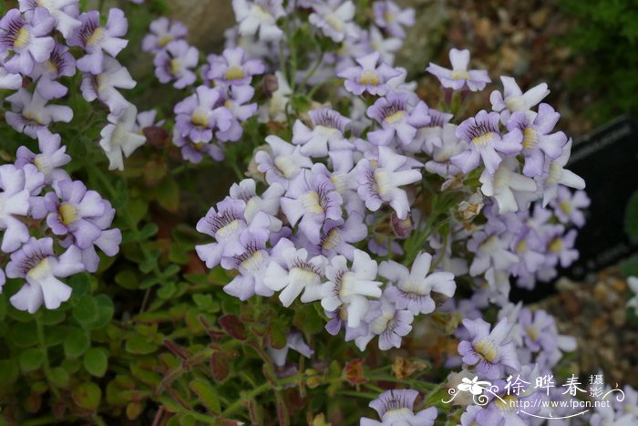 苹果香蕉图片