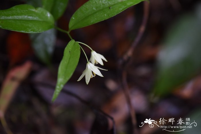 护坡绿化草种