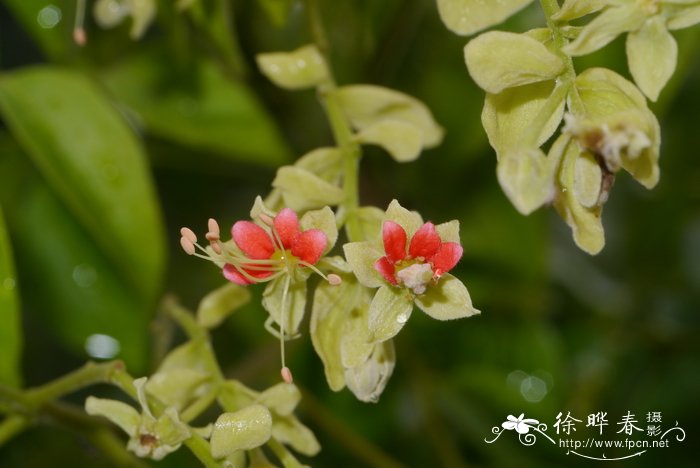 紫色的花有什么寓意