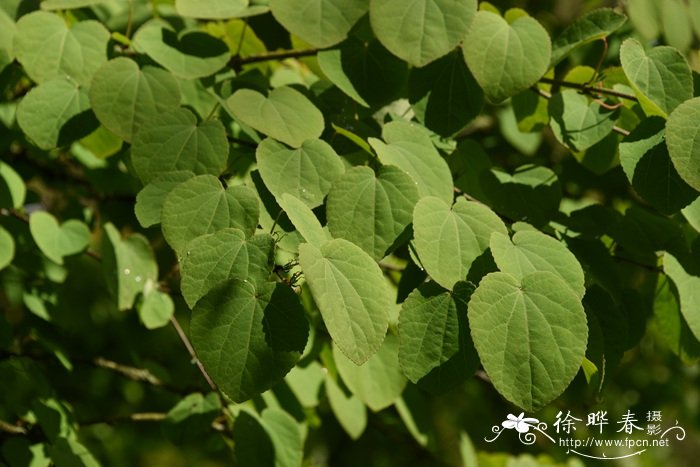 卡通苹果的图片