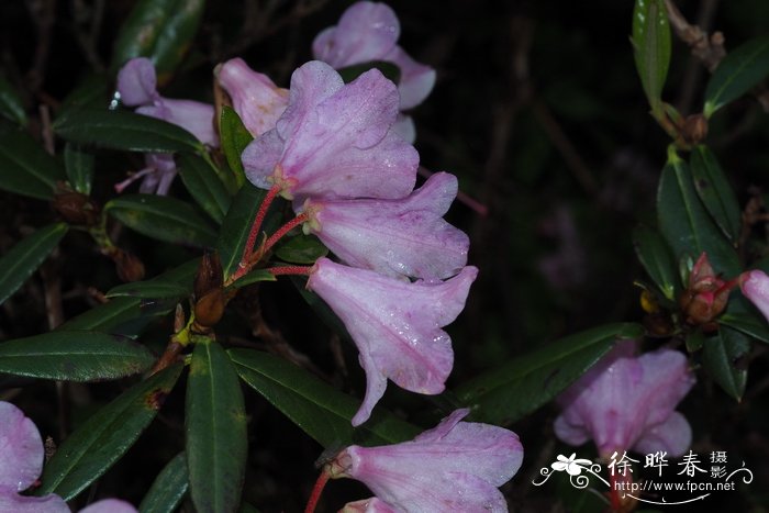 花毛茛叶子发黄怎么办