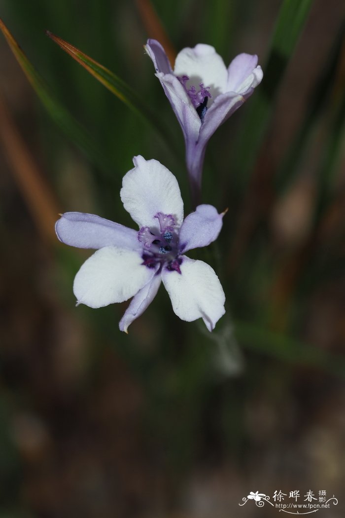 蝇子草