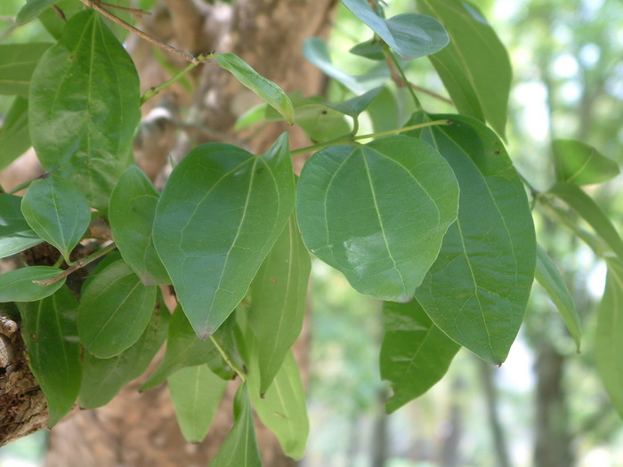 块根植物