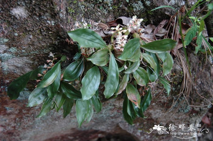 高山榕