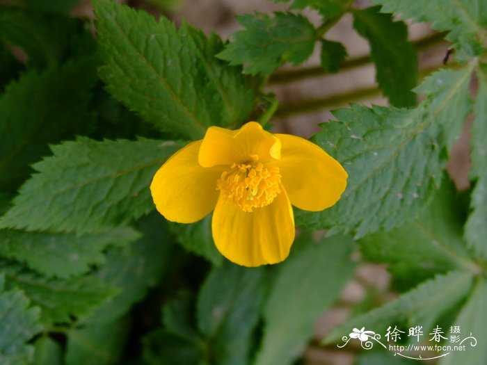 花叶起腻虫用什么药好