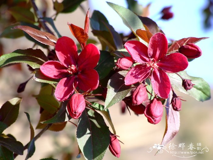 雪绒花是什么花