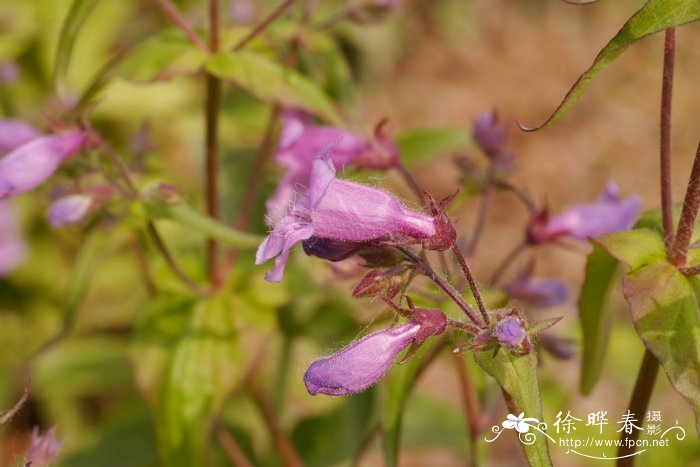 蒲公英什么时候开花