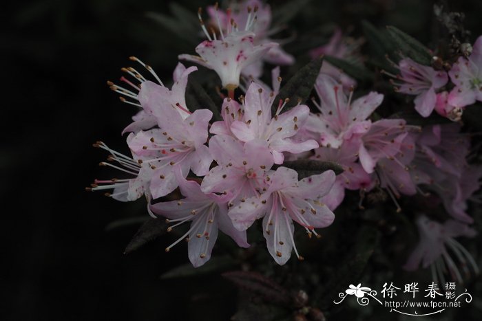 阳台花卉