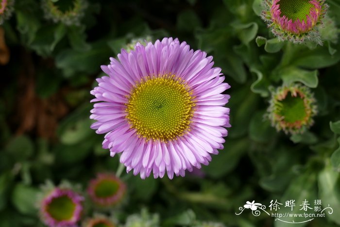 金莲花种子批发